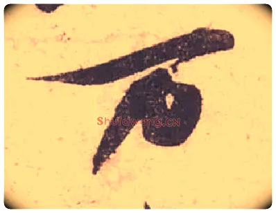 万毛笔行书写法,摘自宋苏轼获见帖