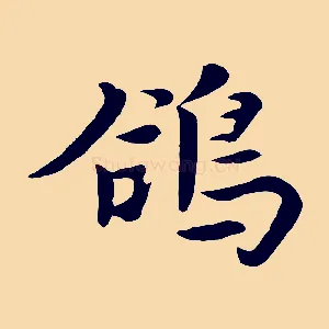 鴿